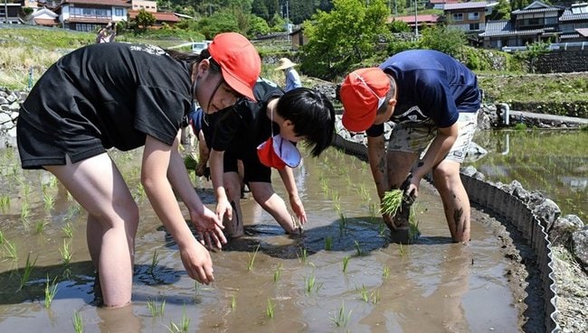 大井谷の棚田で苗を植える児童＝島根県吉賀町白谷