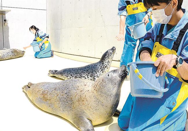 背中の辺りが新しい毛となった「さくら」（手前）。だんだんと奥のゴマフアザラシのような全身銀色の毛並みとなる＝浜田市・江津市、しまね海洋館アクアス