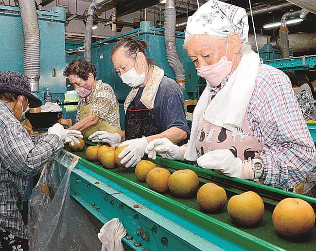 梨の選果作業を行うスタッフ＝鳥取県大山町住吉、ＪＡ鳥取西部大山梨選果場