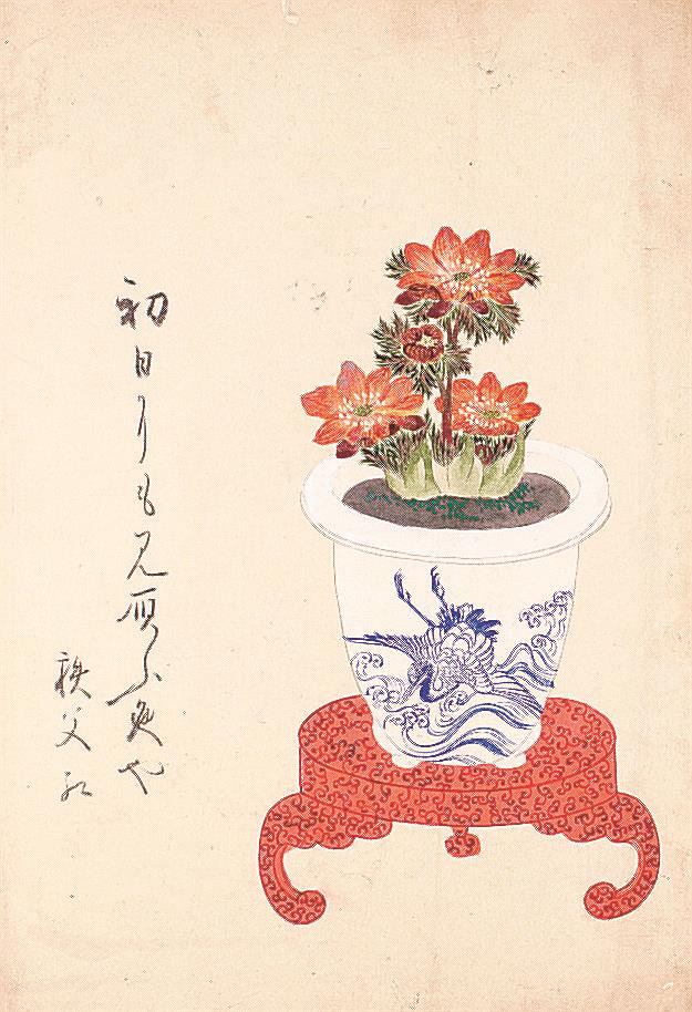 江戸の福寿草写生図発見 埼玉の古書店 園芸文化の隆盛伝える | 山陰