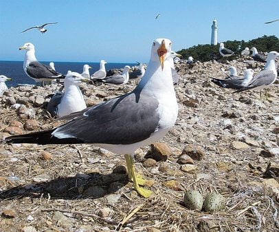 ウミネコの産卵を確認 5月上旬にふ化か 出雲・日御碕の経島 | 山陰