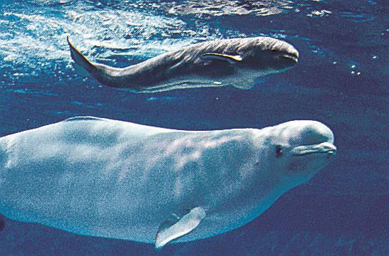 シロイルカのアーリャと生まれた赤ちゃん(しまね海洋館アクアス提供)