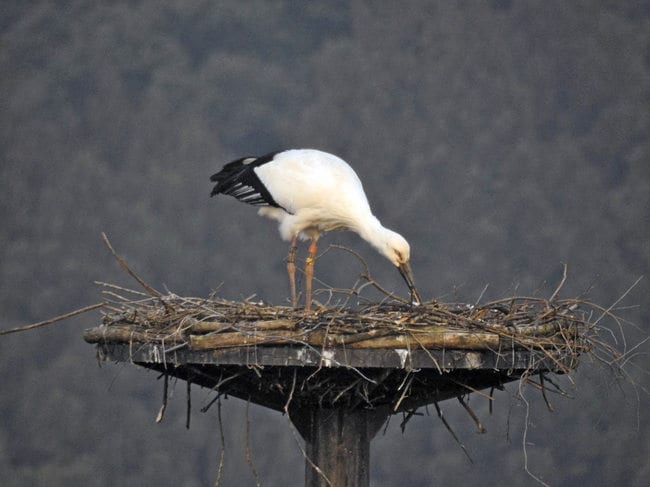 巣の状況を確認しているとみられるポンスニ=雲南市大東町仁和寺(西小学校児童撮影)