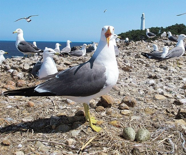 巣の卵を守るウミネコ＝出雲市大社町日御碕、経島（出雲市提供）