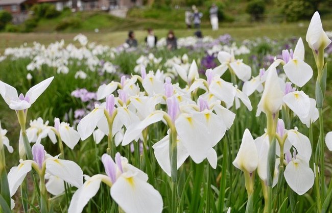 休耕田で美しく咲き競うハナショウブ＝浜田市金城町七条