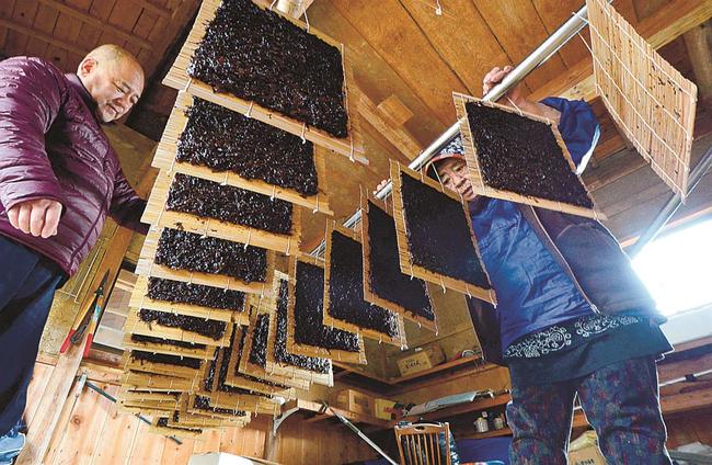 作業小屋に寒のりをつるす漁業者＝島根県隠岐の島町湊