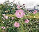遊歩道沿いの花々