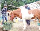 新天地で落ち着いてえさを食べる鹿島ポニ太＝松江市乃木福富町、松江ポニーの森