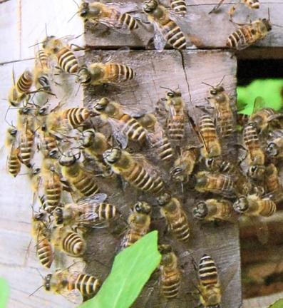 巣箱の入り口で群れるミツバチ（資料）