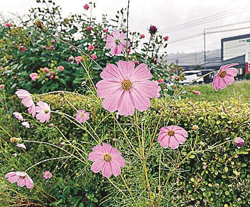 遊歩道沿いの花々