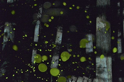 光を明滅させ、林の中を乱舞するヒメボタル=島根県隠岐の島町有木(10枚を比較明合成)