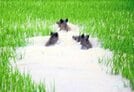 冠水した田んぼを移動する３匹のイノシシ＝１３日午前１０時半、鳥取市福部町内