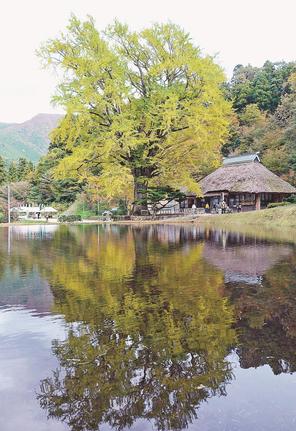 黄葉し始めたイチョウ＝島根県奥出雲町大馬木、金言寺