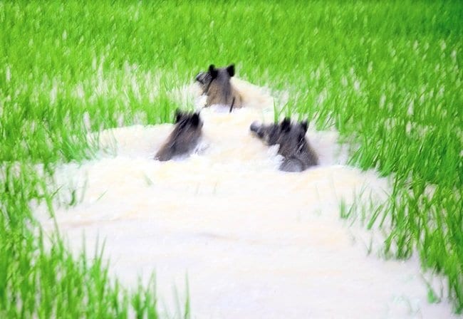 冠水した田んぼを移動する３匹のイノシシ＝１３日午前１０時半、鳥取市福部町内