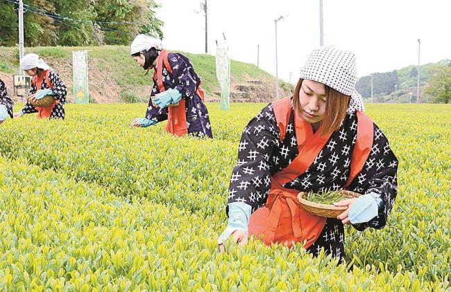 新茶を摘み取る早乙女姿の女性たち＝出雲市園町