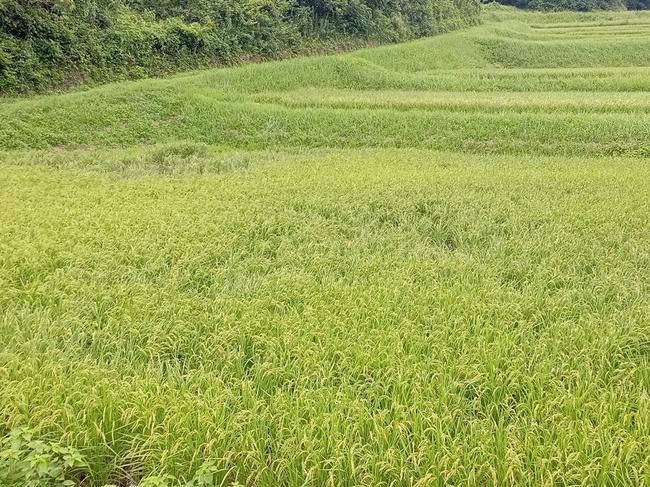 稲穂が揺れる水田。中央右側と左奥にイノシシが入った跡が見える＝７月31日、雲南市加茂町