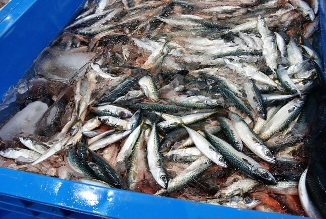 水揚げされたサバ。近年、漁獲量が減少傾向にあり、小さなものが多くなっている=2024年2月、宮城県気仙沼市