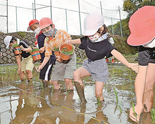 田植えに挑戦する都茂小学校の児童＝益田市美都町都茂