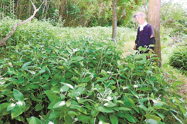 一面に広がるハンゲショウを見つめる林克典さん＝益田市喜阿弥町