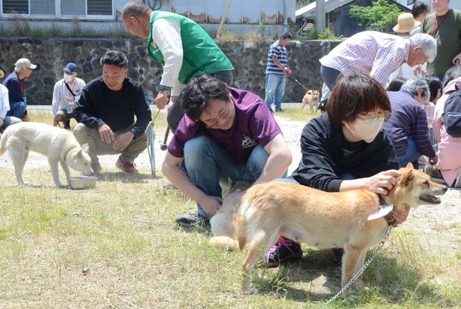 山陰柴犬と触れ合う鑑賞会の来場者＝鳥取県湯梨浜町宇野、宇野地区公民館駐車場