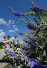 瑠璃色の花を天高く伸ばすトウテイラン＝島根県知夫村