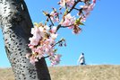 一足先に咲き始めた河津桜＝雲南市大東町養賀