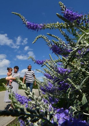瑠璃色の花を天高く伸ばすトウテイラン＝島根県知夫村