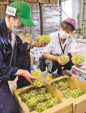 シャインマスカットを手に取り、外観などを確認する作業者＝出雲市荒茅町、出雲ぶどう集荷所