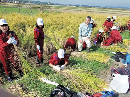 近くの実習田で亀治米を収穫する荒島小学校の５年生＝安来市荒島町、２０１７年１０月１１日（荒島小学校提供）