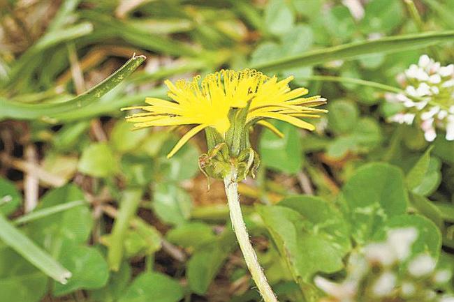 外来種・雑種のタンポポ（滋賀県立琵琶湖（びわこ）博物館学芸員の金尾滋史（かなおしげふみ）さん提供）
