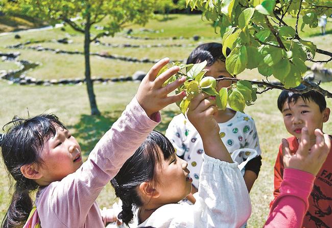 梅の実に手を伸ばす園児＝益田市高津町、島根県立万葉公園