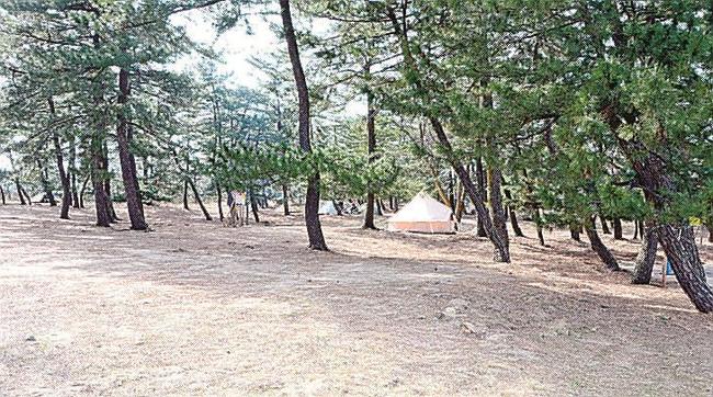 周辺施設と一体的に再整備される砂丘西側の柳茶屋キャンプ場＝鳥取市浜坂
