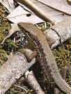 登山中に出合ったニホンカナヘビ
