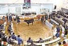 ２０２０年の子牛の平均価格が全国１位となった県中央家畜市場の競り