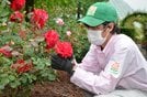 愛情を込めてバラの手入れをする鳥飼健太さん