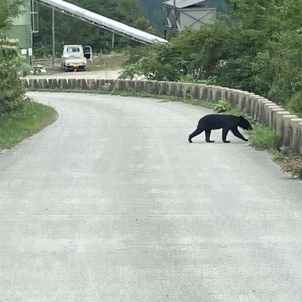 車道のツキノワグマ_撮影:向井貴志さん