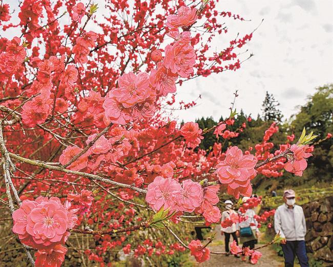 鮮やかに咲き誇るハナモモ＝島根県邑南町上口羽