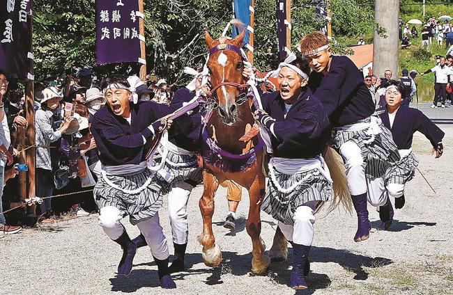 拝殿に向かって全力疾走する神馬と馬付き＝島根県隠岐の島町下西、玉若酢命神社