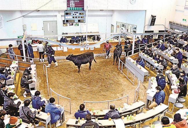 ２０２０年の子牛の平均価格が全国１位となった県中央家畜市場の競り