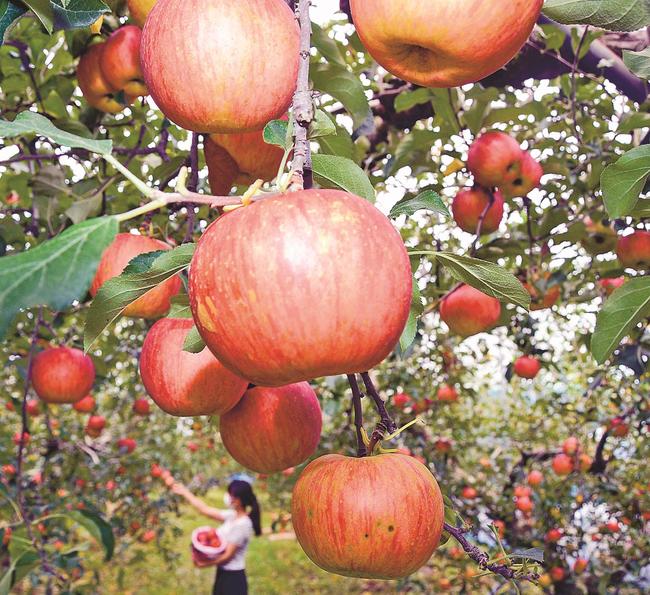 収穫の時期を迎えたりんご＝島根県飯南町下赤名、赤来高原観光りんご園