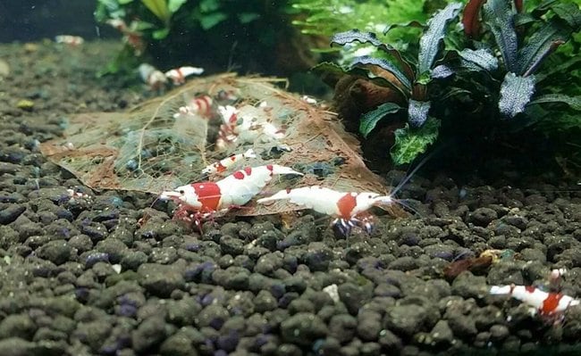 観賞エビとして人気が高い「レッドビーシュリンプ」