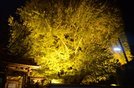 浄善寺の大イチョウ＝大田市三瓶町池田