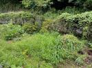 虫の大合唱の舞台となるわが家の庭＝松江市内