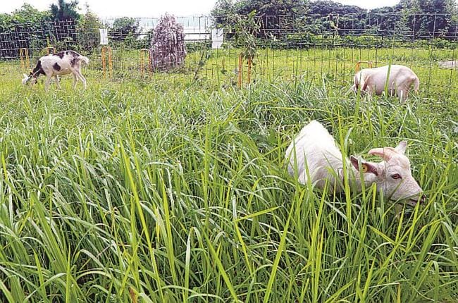 伸びきった草を食べるヤギ＝松江市野原町、サン・フラワー苑