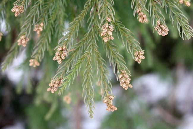 スギの雄花。一つに約４０万個の花粉がつまっているといわれる
