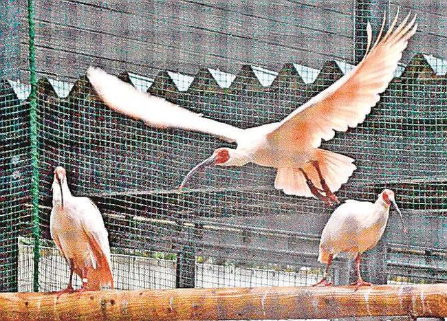 出雲市で飼育されたトキ＝出雲市西新町２丁目、市トキ分散飼育センター