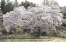 満開となった「お大師桜」＝島根県飯南町頓原