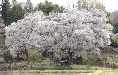満開となった「お大師桜」＝島根県飯南町頓原