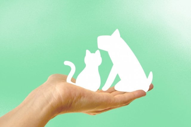 FPが選ぶおすすめの「ペット保険」とは？（画像はイメージ)