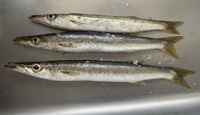カマス